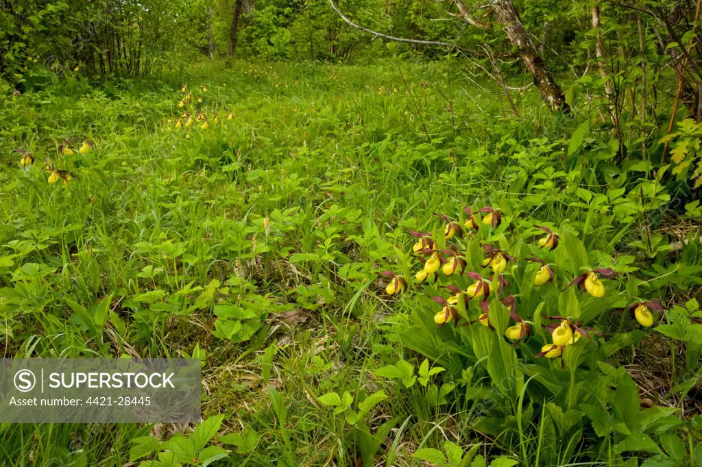 Yellow Lady's Slipper Orchid (Cypripedium calceolus) flowering, in ancient wood pasture, Loode Oakwood, Saaremaa Island, Estonia, spring