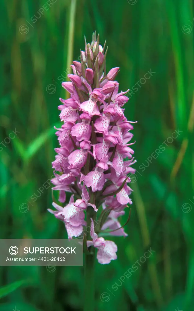 Common Marsh Orchid (Dacfylorhiza praetermissa) - Carlton Marsh, Suffolk Wildlife Trust