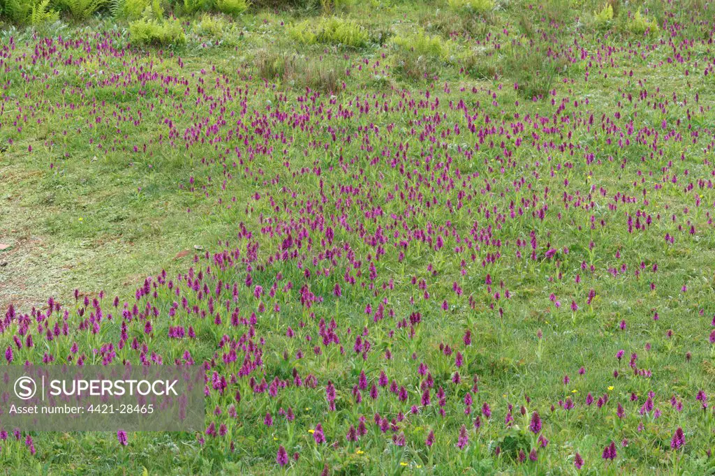 Southern Marsh Orchid (Dactylorhiza praetermissa) flowering, mass in coastal dunes, Gibraltar Point N.N.R., Lincolnshire, England
