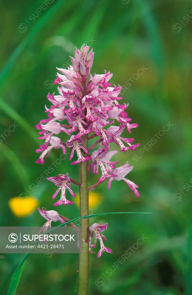 Military Orchid (Orchis militaris)   Growing at the Rex Graham Reserve, Suffolk Wildlife Trust