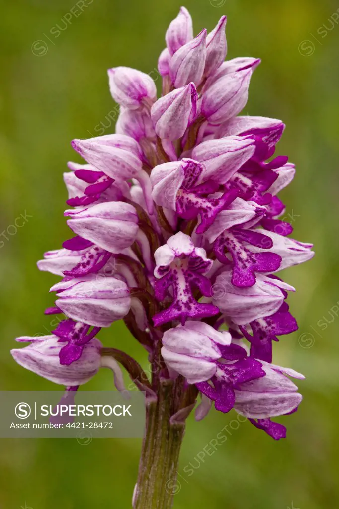 Military Orchid (Orchis militaris) close-up of flowerspike, Estonia, spring