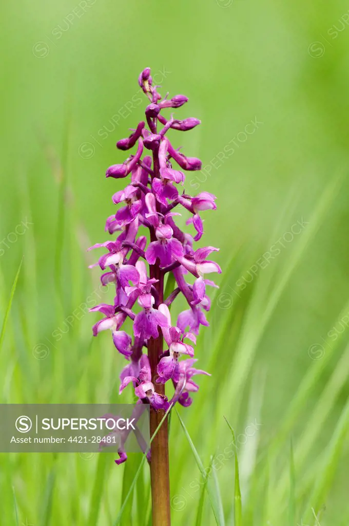 Early Purple Orchid (Orchis mascula) close-up of flowerspike, England