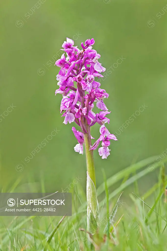 Early Purple Orchid (Orchis mascula) flowerspike, growing in grass on scrubland, Cumbria, England, spring