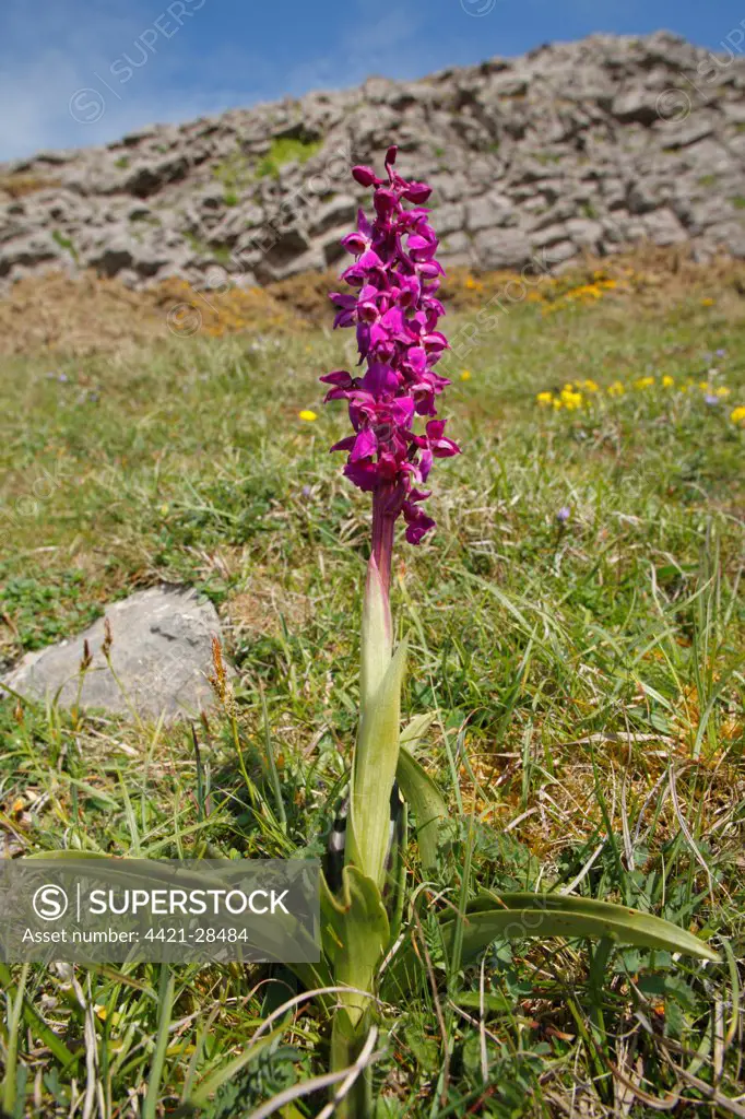Early Purple Orchid (Orchis mascula) flowering, growing on clifftop, Gower Peninsula, Glamorgan, Wales, may