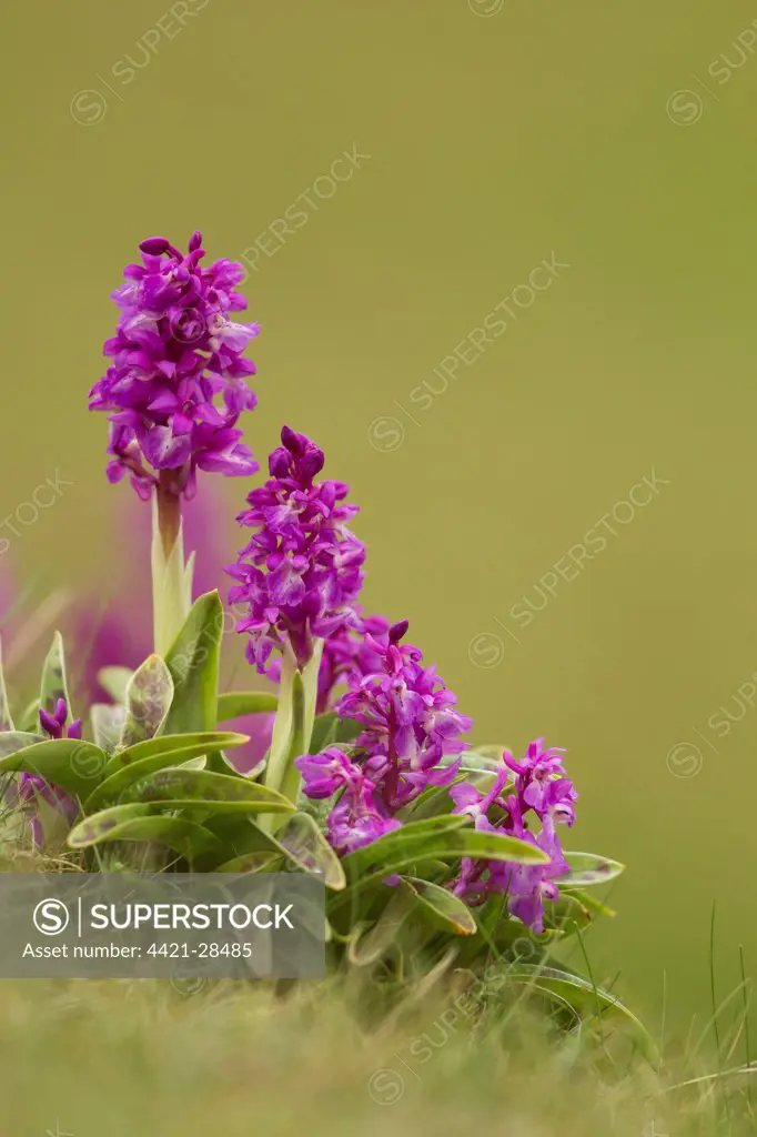 Early Purple Orchid (Orchis mascula) flowering, Cressbrook Dale, Derbyshire, England, may