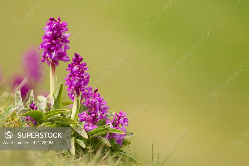 Early Purple Orchid (Orchis mascula) flowering, Cressbrook Dale, Derbyshire, England, may