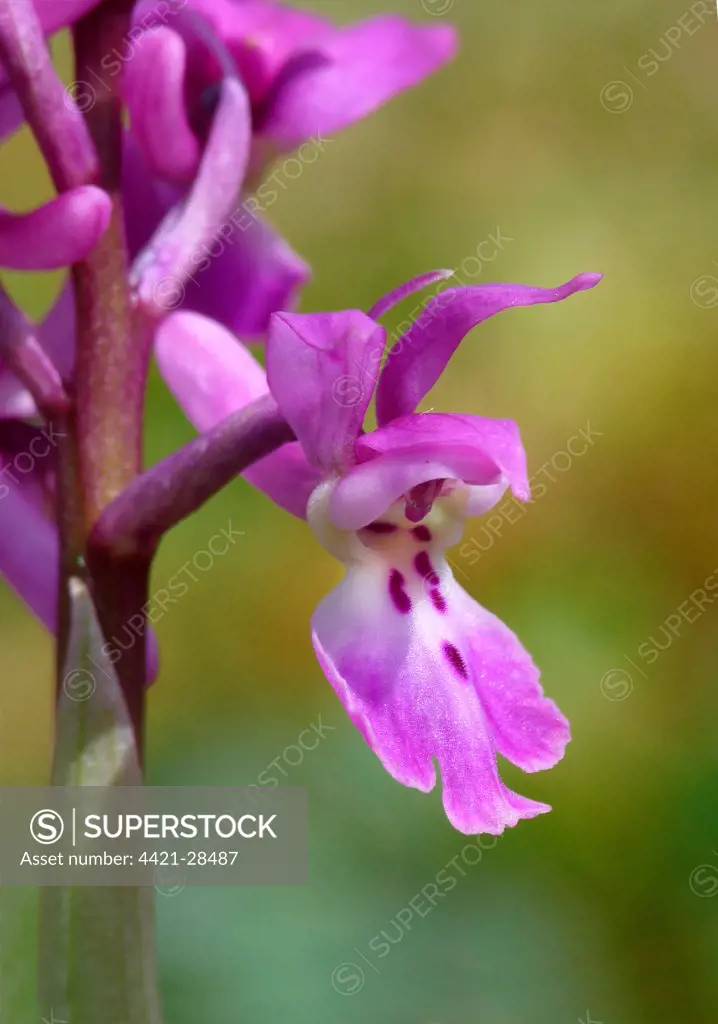 Early Purple Orchid (Orchis mascula) close-up of flower, Derbyshire Dales, Peak District, Derbyshire, England, may