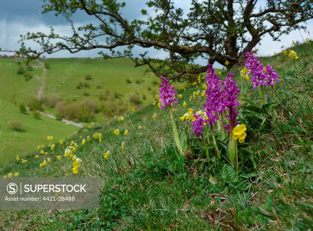 Early Purple Orchid (Orchis mascula) and Cowslip (Primula veris) flowering, growing on slope in habitat, Derbyshire Dales, Peak District, Derbyshire, England, may