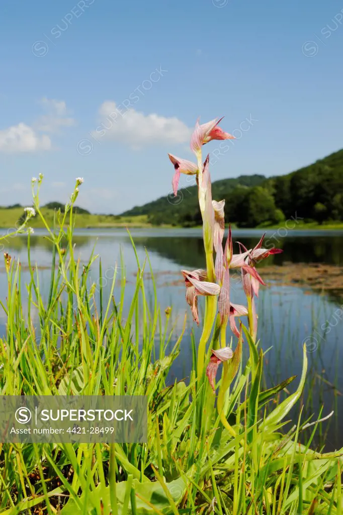 Tongue Orchid (Serapias lingua) flowering, in lakeside habitat, Sicily, Italy