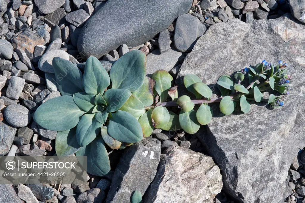 Oysterplant (Mertensia maritima) flowering, growing on shingle, Muckle Uri Geo, Fair Isle, Shetland Islands, Scotland, june