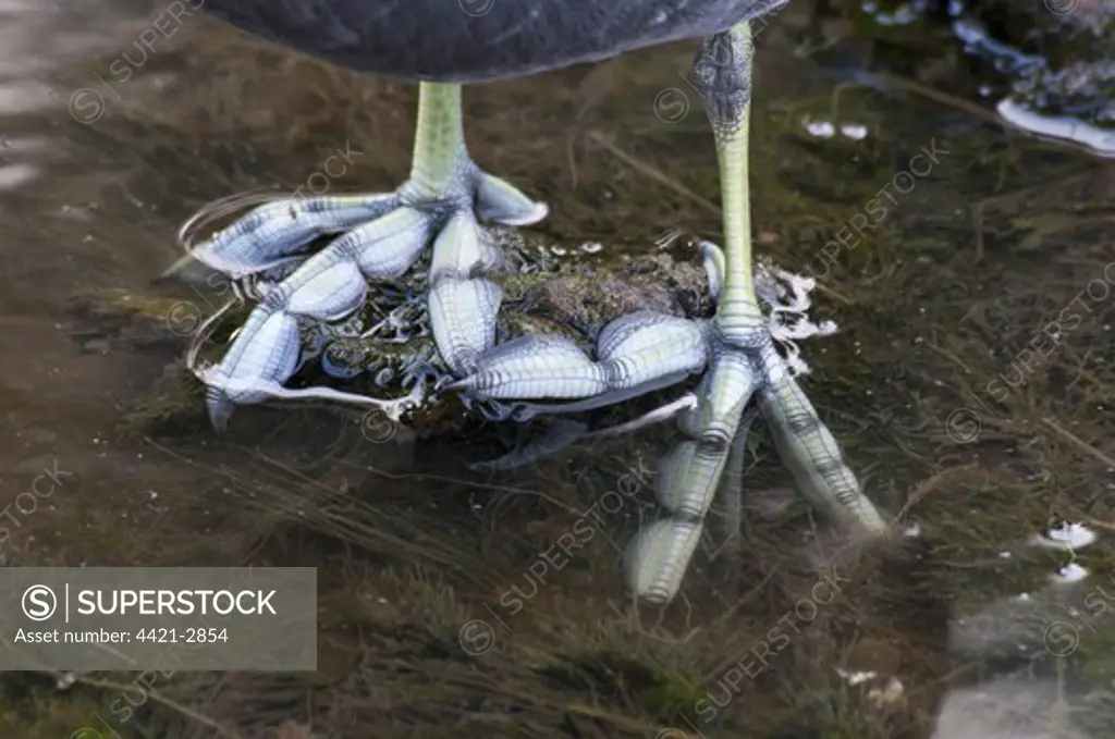 American Coot (Fulica americana) close-up of feet with lobed toes, Florida, U.S.A., march