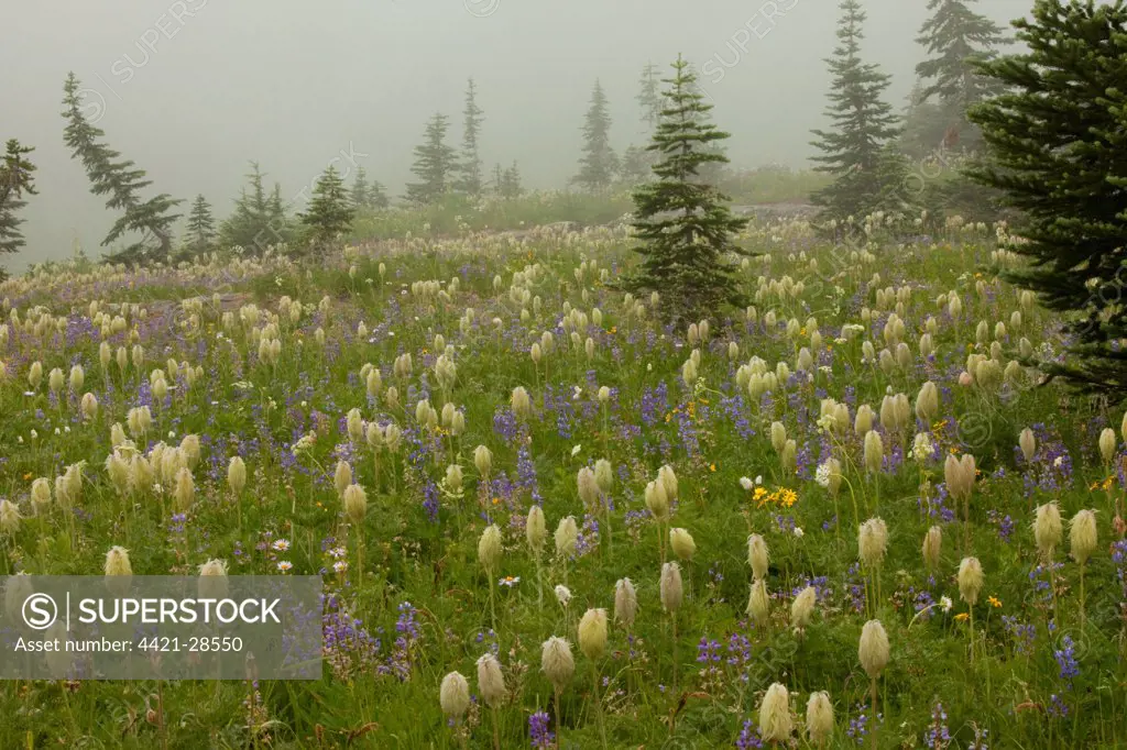 Mountain Pasqueflower (Anemone occidentalis) seedheads, in misty alpine habitat, Naches Peak, Mount Rainier N.P., Washington, U.S.A.