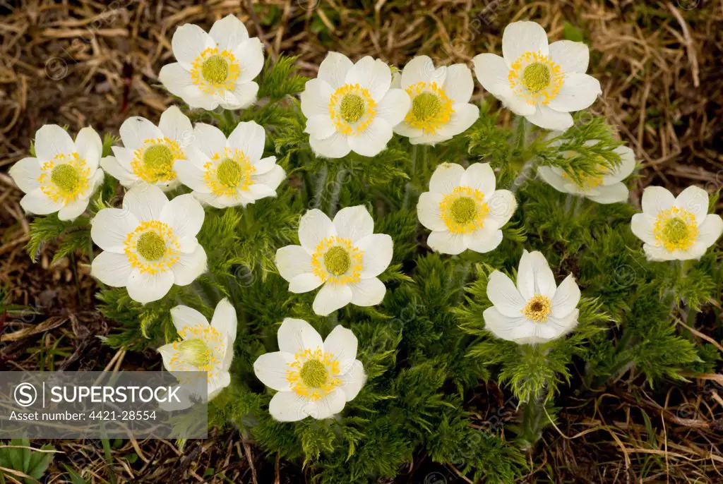 Mountain Pasqueflower (Anemone occidentalis) flowering, Rocky Mountains, Canada, july