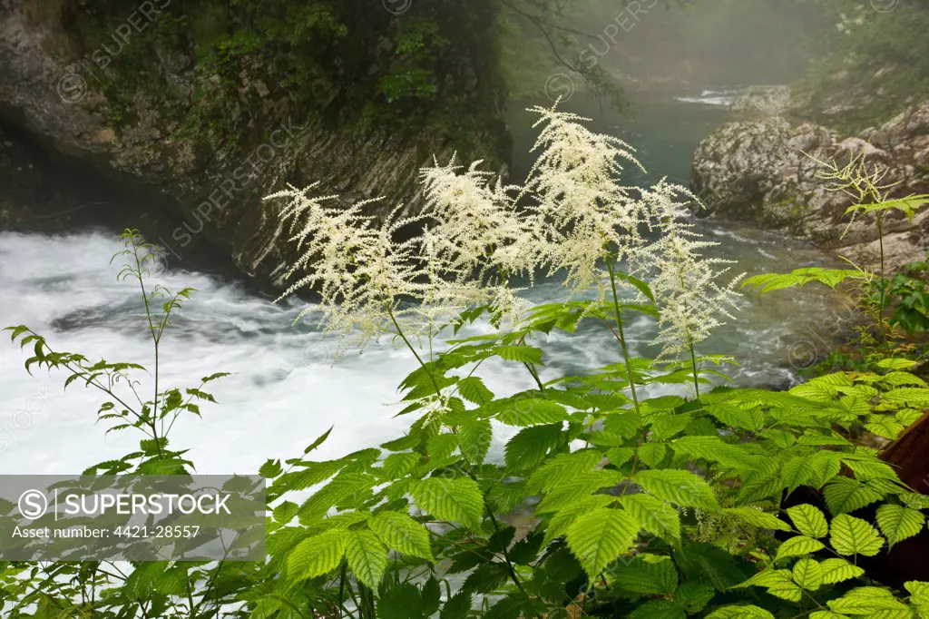 Buck's Beard (Aruncus dioicus) flowering, growing beside mountain river, Radovna River, Vintgar Gorge, Triglav N.P., Julian Alps, Slovenia, june