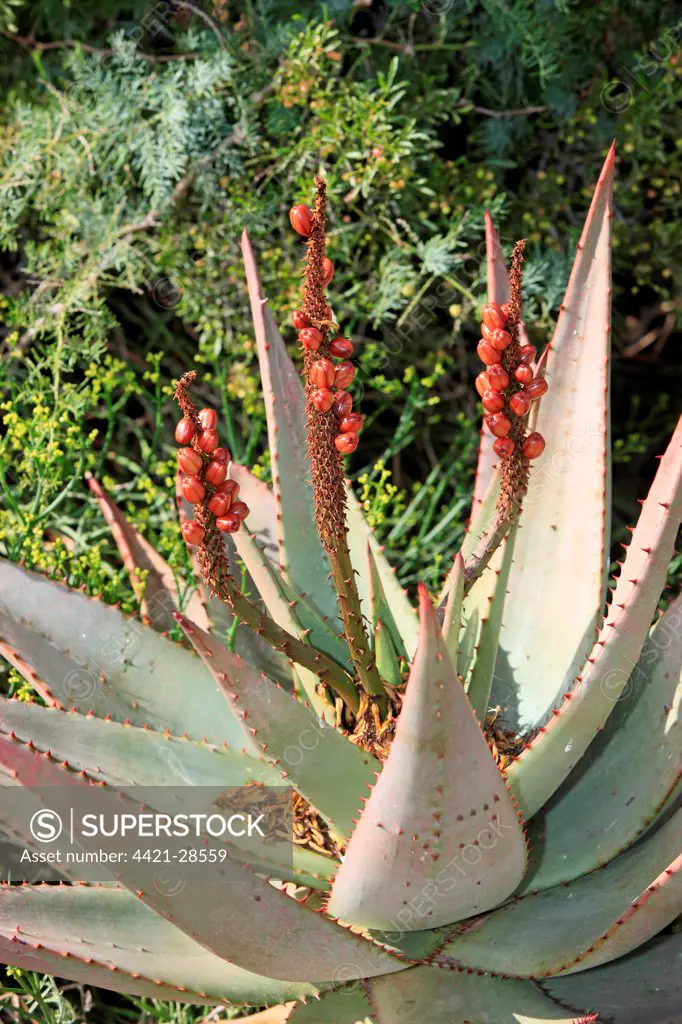 Uitenhage Aloe (Aloe africana) flowering, South Africa