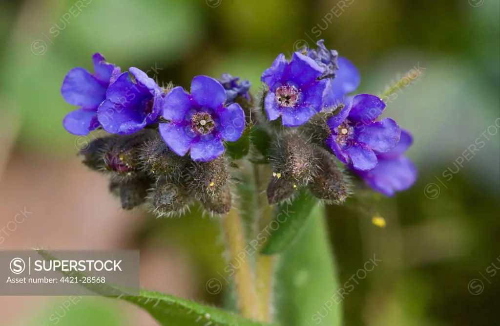 Narrow-leaved Lungwort (Pulmonaria longifolia) close-up of flowers, at native site, Dorset, England, march