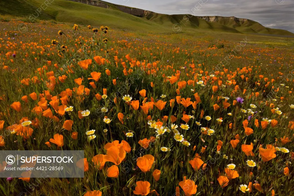 California Poppy (Eschscholzia californica) and Goldfields (Lasthenia sp.), flowering mass, Shell Creek, near San Luis Obispo, California, U.S.A.