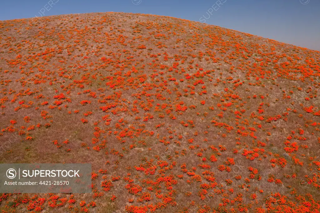 California Poppy (Eschscholzia californica) flowering mass, Antelope Valley, Southern California, U.S.A.