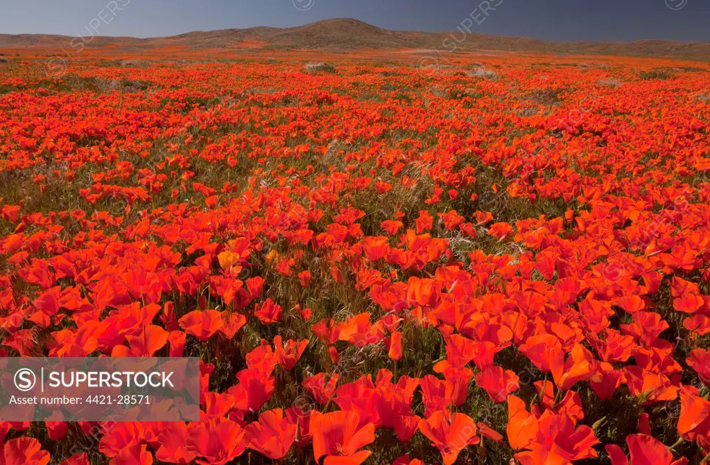 California Poppy (Eschscholzia californica) flowering mass, Antelope Valley California Poppy Reserve, Southern California, U.S.A.