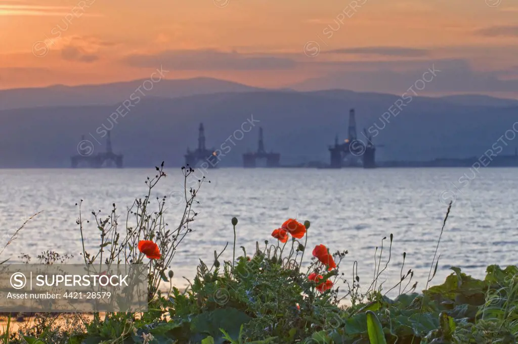 Corn Poppy (Papaver rhoeas) flowering, beside sea with moored oil rigs at sunset, Cromarty Firth, Invergordon, Easter Ross, Scotland