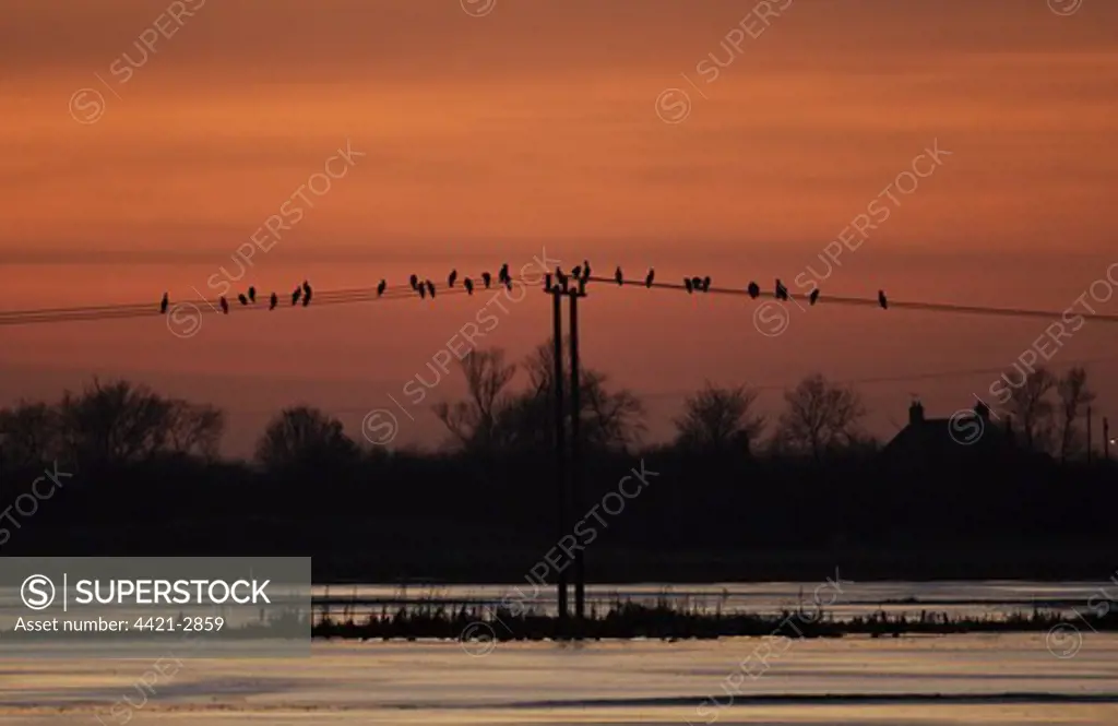 Great Cormorant (Phalacrocorax carbo) flock, perched on overhead wires at sunset, Welney WWT, Ouse Washes, Norfolk, England, january