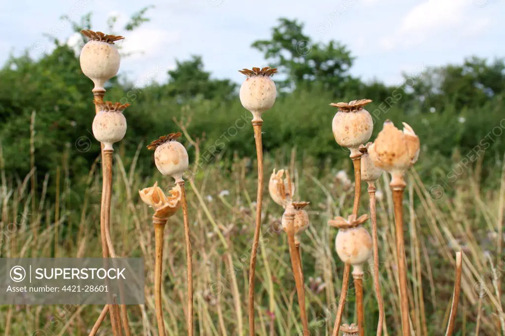 Opium Poppy (Papaver somniferum) seedheads, in garden, Suffolk, England, august