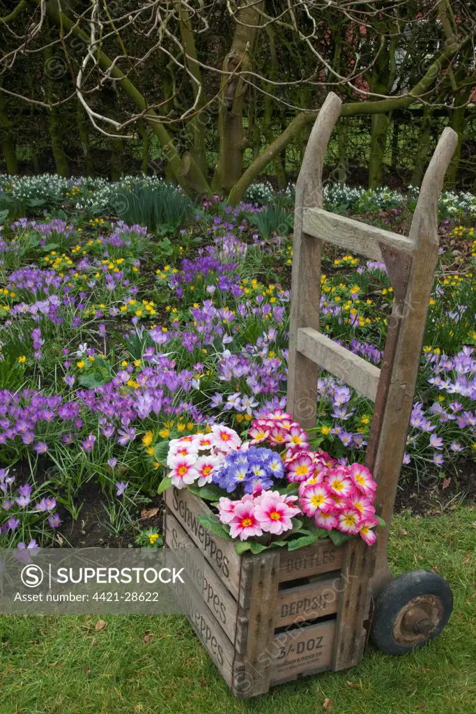 Polyanthus Primrose (Primula sp.) flowering, in wooden crate on sack-barrow, with winter aconites, spring crocuses and snowdrops in garden, Norfolk, England, february