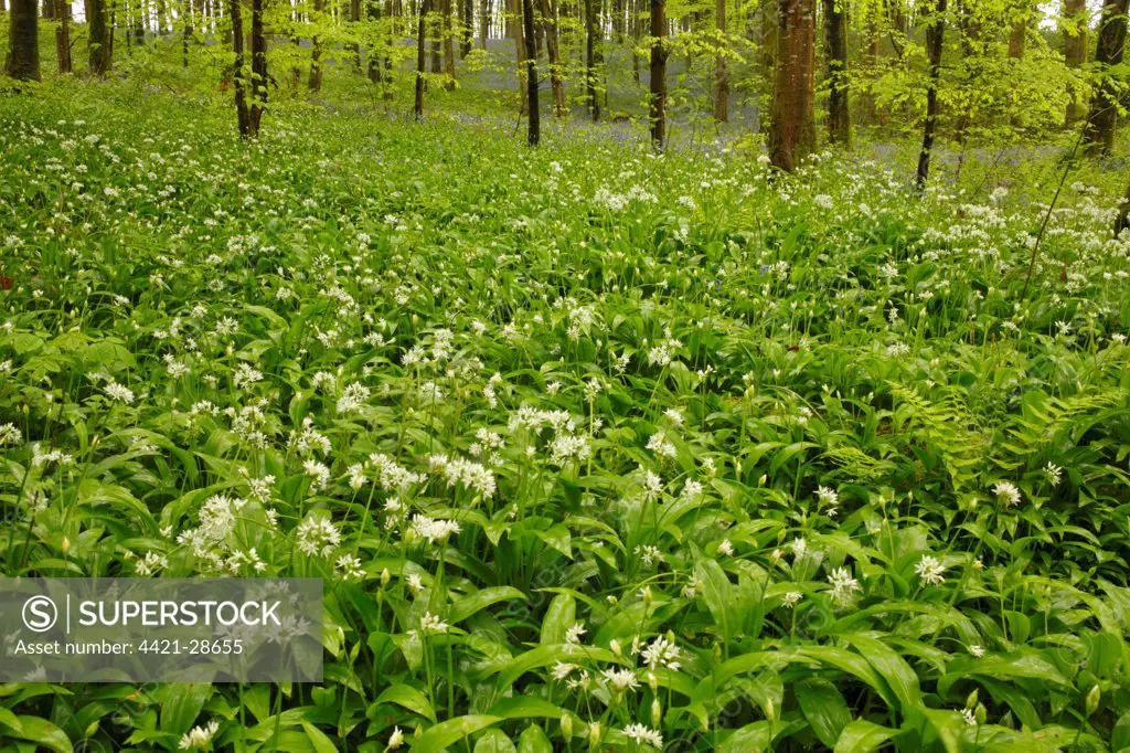 Ramsons (Allium ursinum) flowering mass, growing in beech woodland habitat, Parkmill Woods, Gower Peninsula, Glamorgan, Wales, may