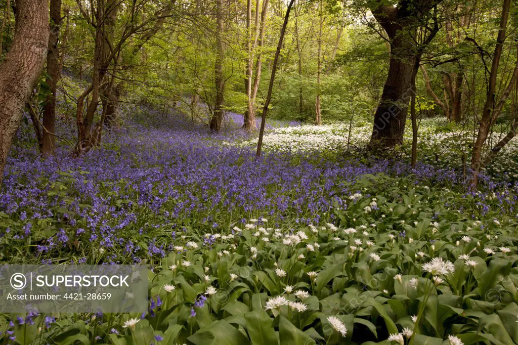 Ramsons (Allium ursinum) and Bluebell (Endymion non-scriptus) flowering mass, in deciduous woodland habitat, Sheffield, South Yorkshire, England, april