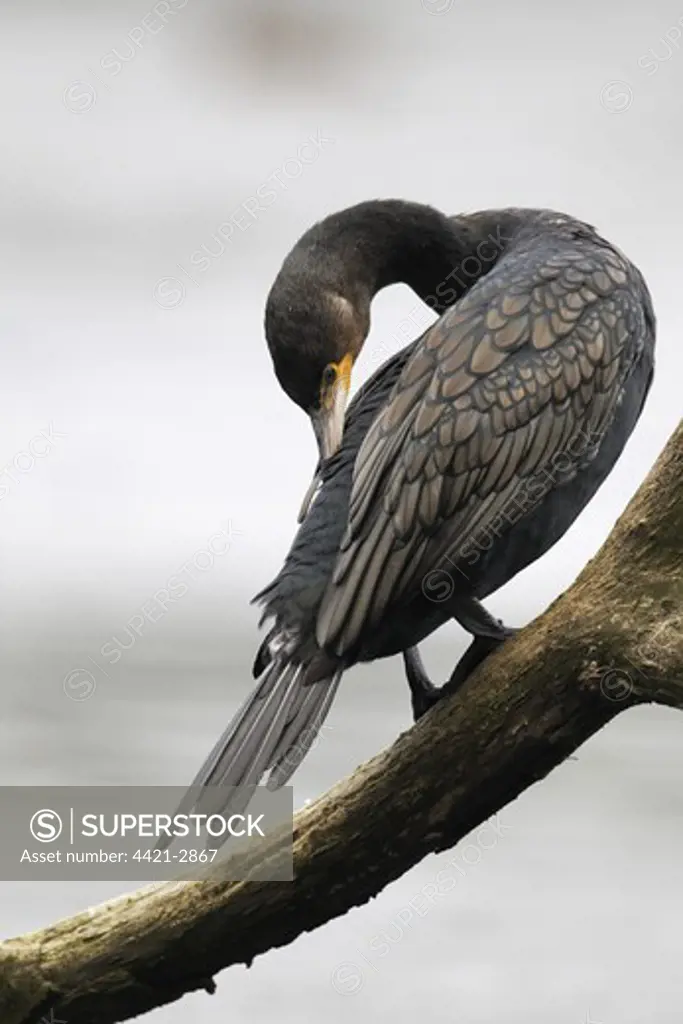 Great Cormorant (Phalacrocorax carbo) adult, preening, perched on branch overhanging inland lake, Midlands, England, october