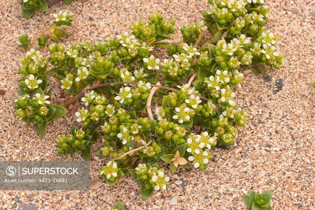 Sea Sandwort (Honckenya peploides) flowering, growing on sandy shore, Broad Bench, Kimmeridge, Isle of Purbeck, Dorset, England, may