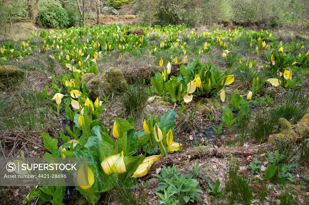 Yellow Skunk Cabbage (Lysichiton americanum) flowering mass, Ardkinglas Woodland Garden, Cairndow, Argyll, Scotland, april