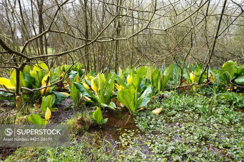 Yellow Skunk Cabbage (Lysichiton americanum) introduced naturalized species, flowering, growing in wet sallow woodland habitat, Powys, Wales, April