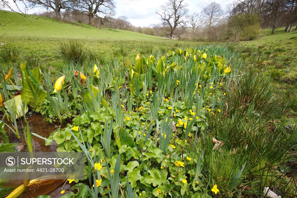 Yellow Skunk Cabbage (Lysichiton americanum) introduced naturalized species, with Marsh Marigold (Caltha palustris) flowering, growing along stream habitat, Powys, Wales, April