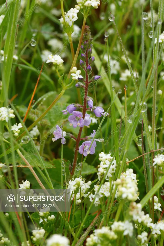 Heath Speedwell (Veronica officinallis) flowering, growing amongst Heath Bedstraw (Galium saxatile) in grassland, Powys, Wales, june
