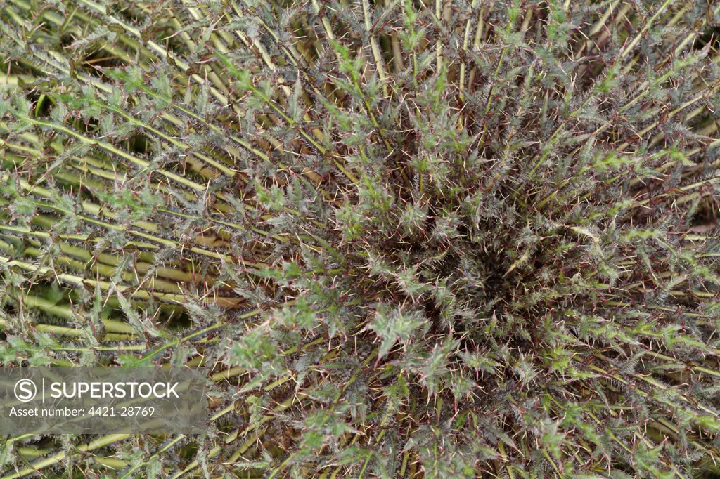 Marsh Thistle (Cirsium palustre) close-up of leaf rosette, Powys, Wales