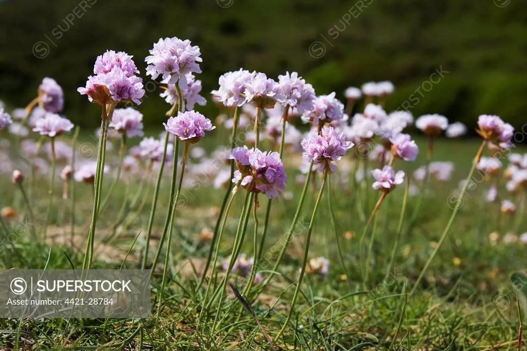 Thrift (Armeria maritima) flowering, Three Cliffs Bay, Gower Peninsula, Glamorgan, Wales, may