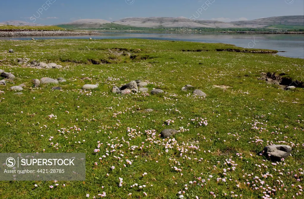 Thrift (Armeria maritima) flowering, in coastal pasture and saltmarsh, Rine sand and shingle spit, Burren, Galway Bay, County Clare, Ireland, spring