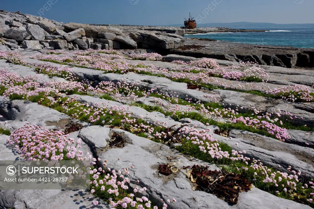 Thrift (Armeria maritima) flowering, on limestone pavement, wreck of Plassey in distance, Inisheer (Inis Oirr), Burren, County Clare, Ireland, spring