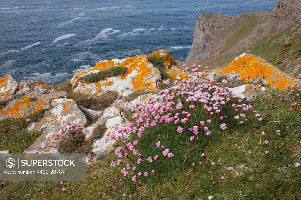 Thrift (Armeria maritima) flowering, growing on clifftop habitat, near Worms Head, Gower Peninsula, Glamorgan, Wales, may