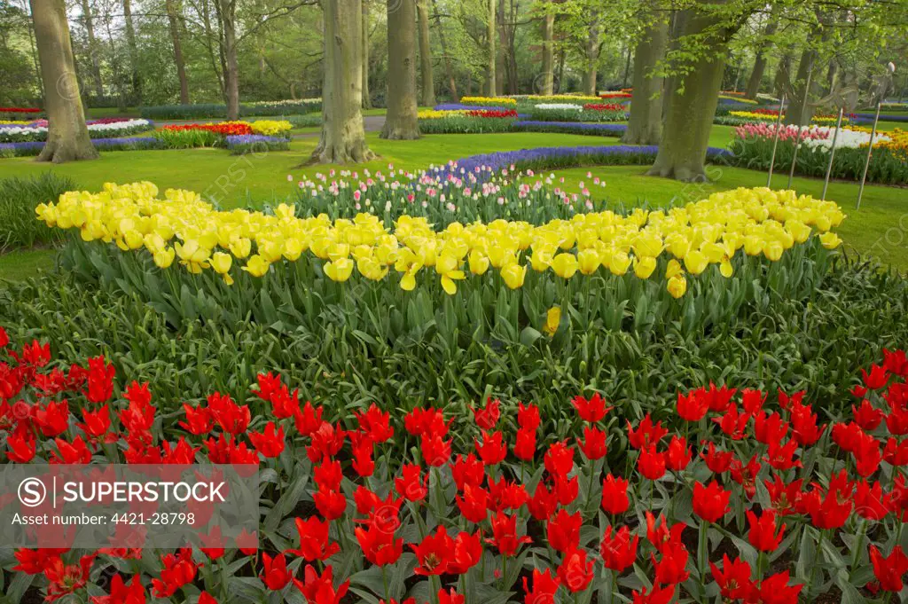 Tulip (Tulipa sp.) flowering, mass in garden flowerbeds, Keukenhof Gardens, South Holland, Netherlands