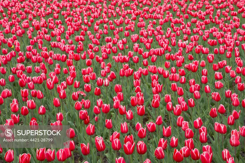 Tulip (Tulipa sp.) 'Princess Victoria', flowering, Keukenhof Gardens, South Holland, Netherlands