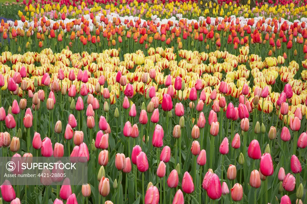 Tulip (Tulipa sp.) flowering, mass in mixed flowerbed, Keukenhof Gardens, South Holland, Netherlands