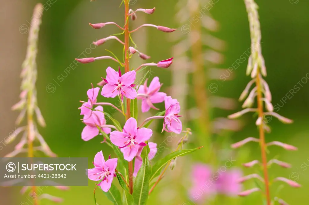 Rosebay Willowherb (Epilobium angustifolium) flowering, Italy, july