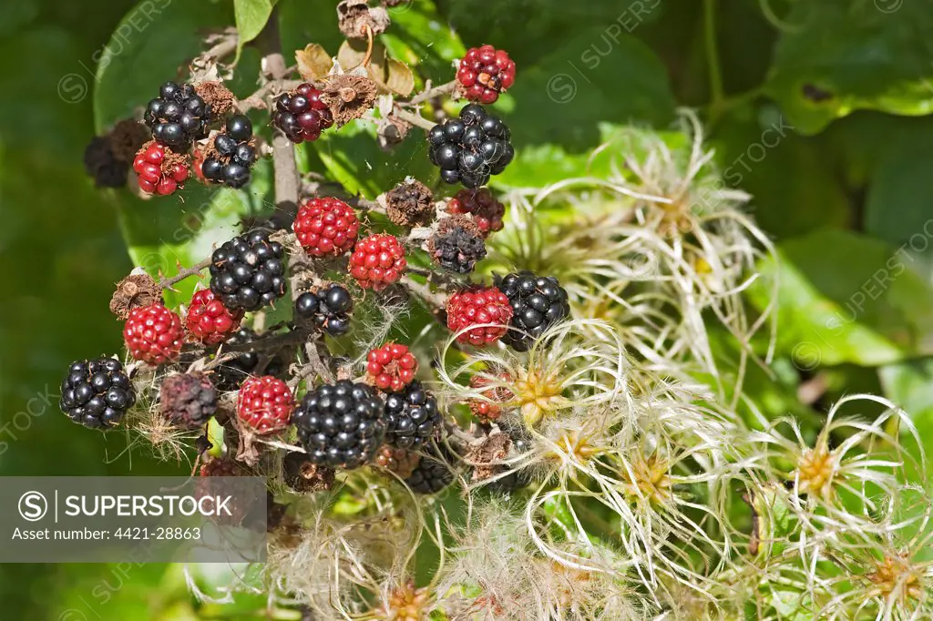 Bramble (Rubus fruticosus) fruit, with Old Man's Beard (Clematis vitalba) seedheads, growing in hedgerow, Warwickshire, England, autumn