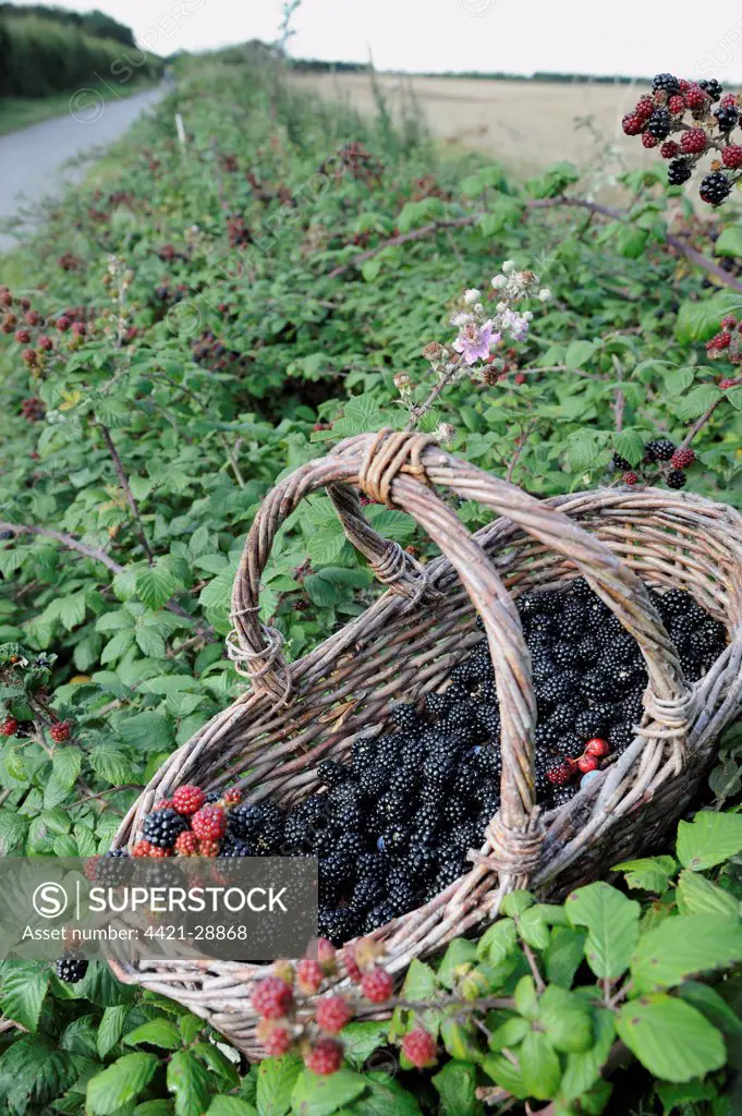Bramble (Rubus fruticosus) fruit, basket with freshly picked harvest in hedgerow, Norfolk, England, september
