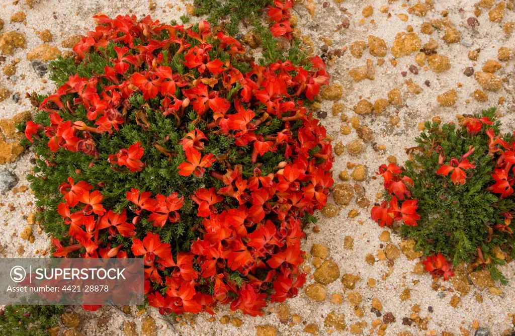 Red Lechenaultia (Lechenaultia formosa) flowering, on sandy roadside verge, Western Australia, Australia