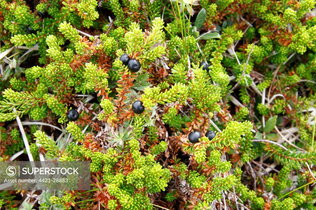 Crowberry (Empetrum nigrum) berries, Handa Island, Sutherland, Northwest Scotland, august