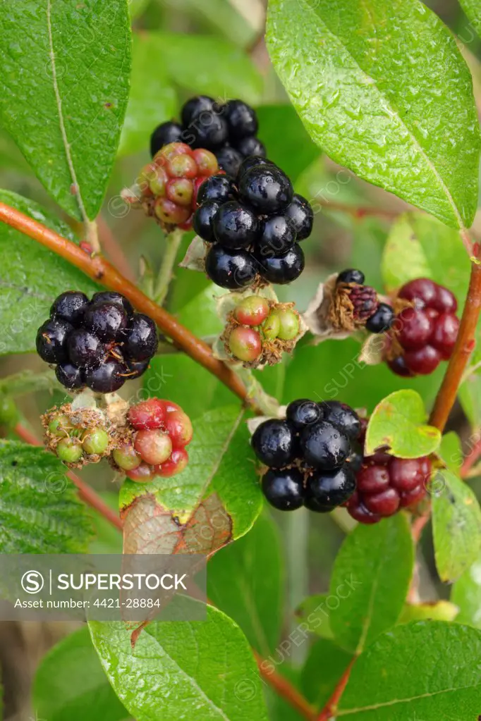 European Dewberry (Rubus caesius) close-up of fruit, West Yorkshire, England, august