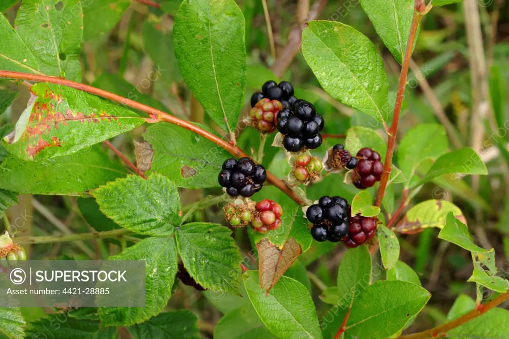 European Dewberry (Rubus caesius) close-up of fruit, West Yorkshire, England, august